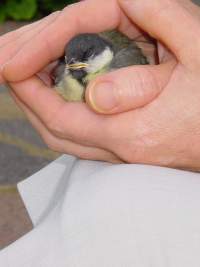Giving Reiki to the injured baby great tit.