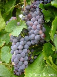 Grapes coated with pesticides.
